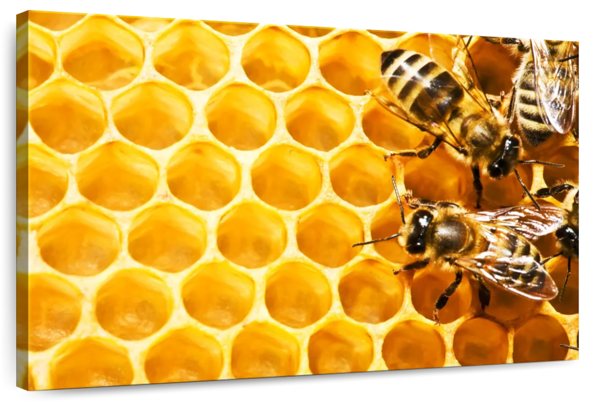 Honey Bee Hive Wall Art