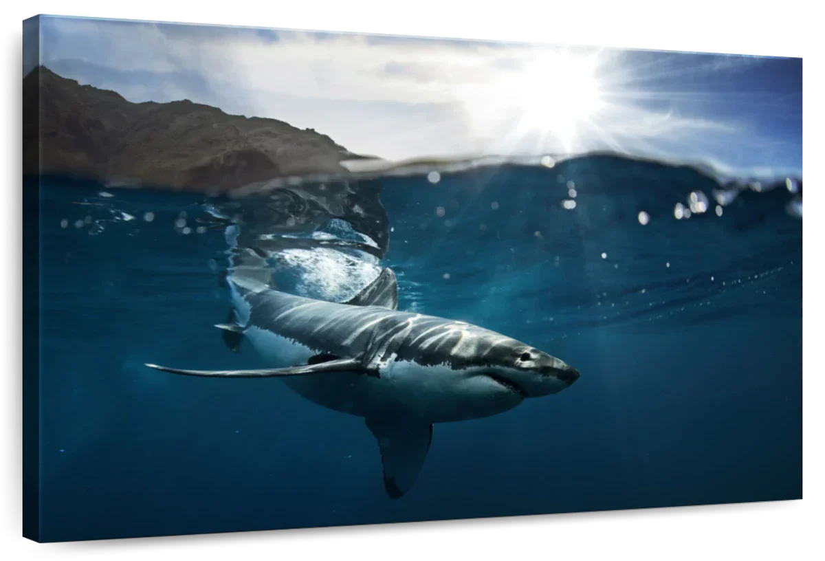 Shark Sunshine Wall Art