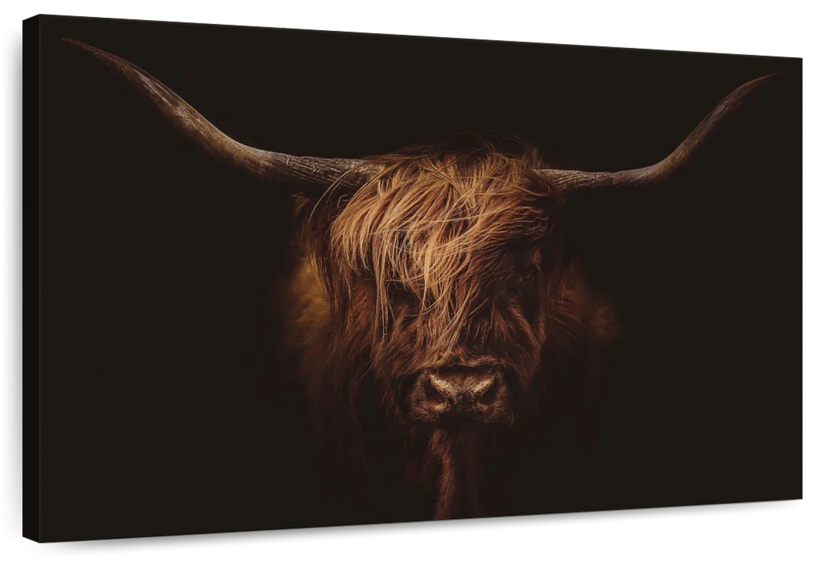 Handsome Highland Cow Wall Art