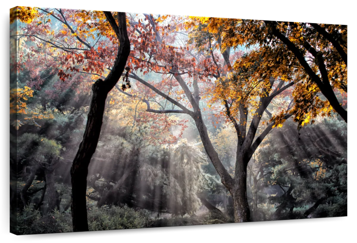 Forest Sun Rays Wall Art