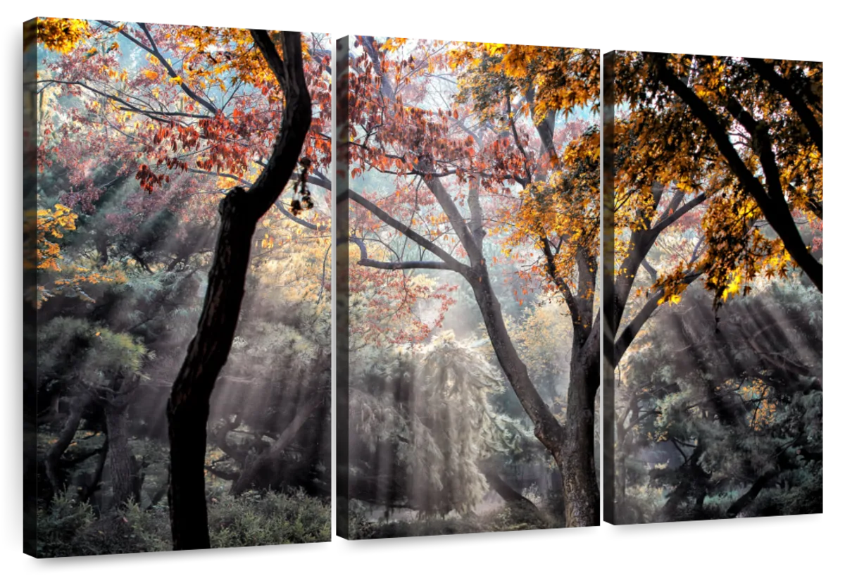 Forest Sun Rays Wall Art