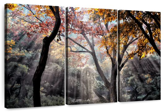 Forest Sun Rays Wall Art