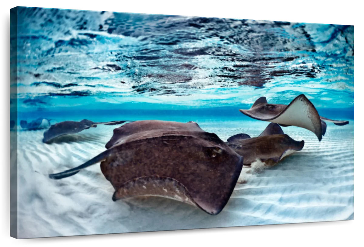 Stingrays Sea Life Wall Art