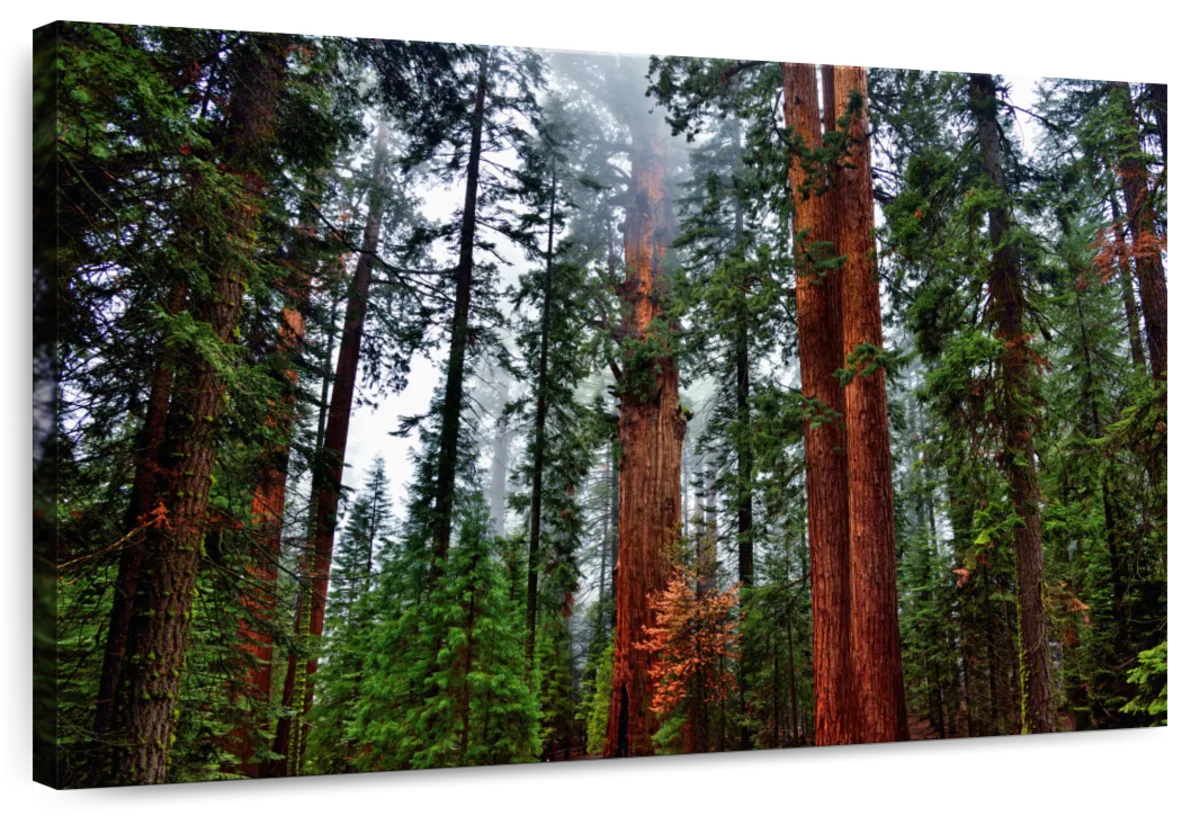 Vibrant Redwood Wall Art