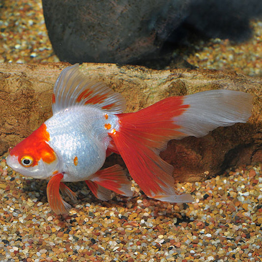 Red & White or Red Ryukin Goldfish