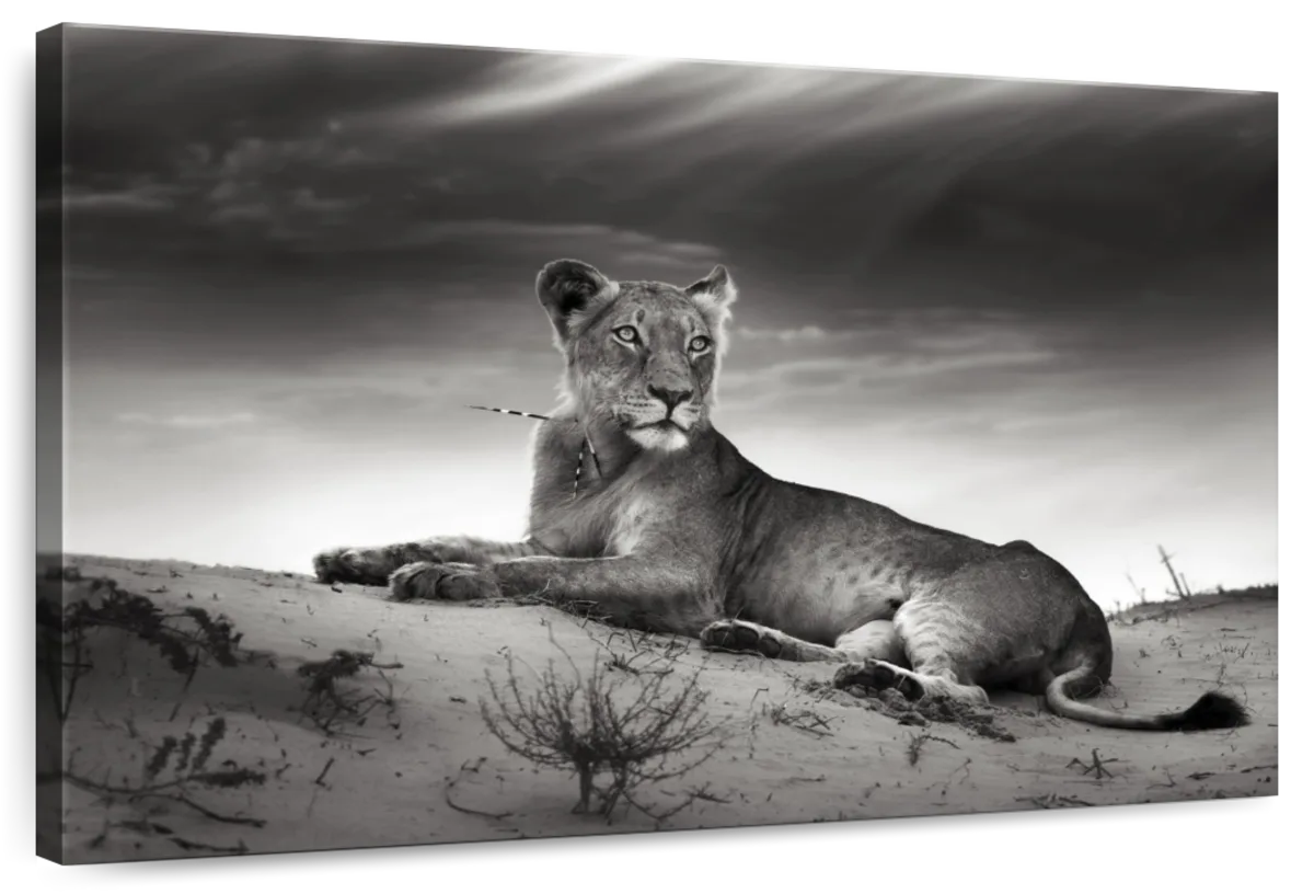 Lioness Wall Art