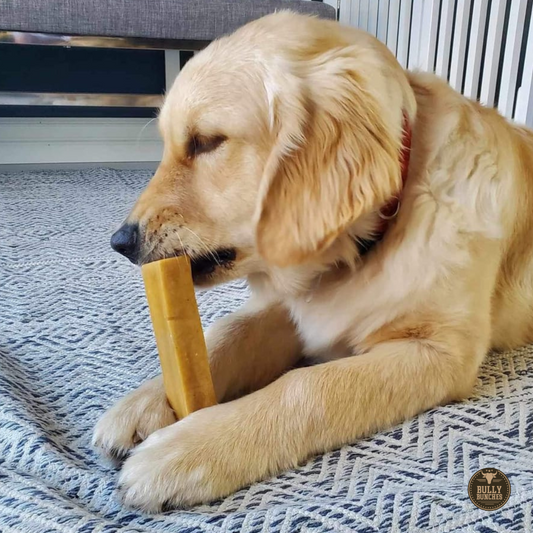 Himalayan Yak Chew (LARGE)