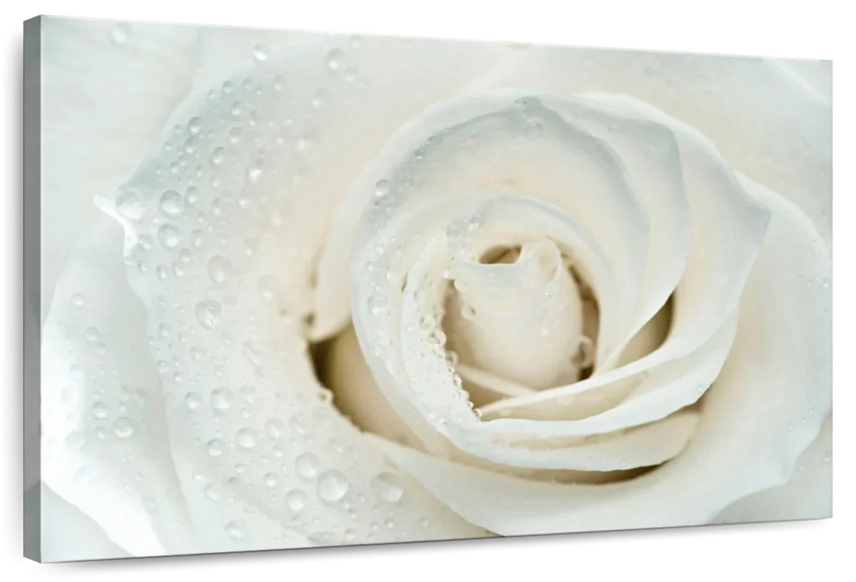 White Rose Close Up Wall Art
