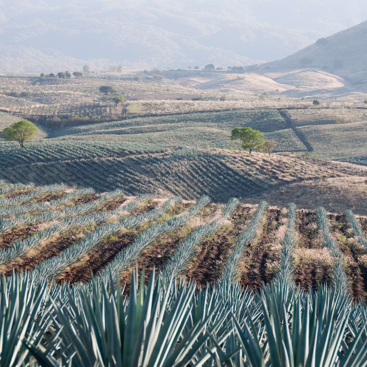 Tequila Jalisco Agave Field Wall Art
