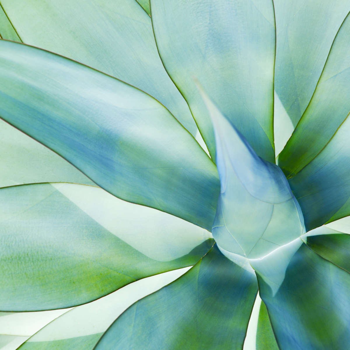 Agave Leaves Wall Art
