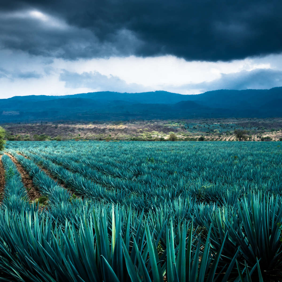 Agave Plantation At Morning Wall Art