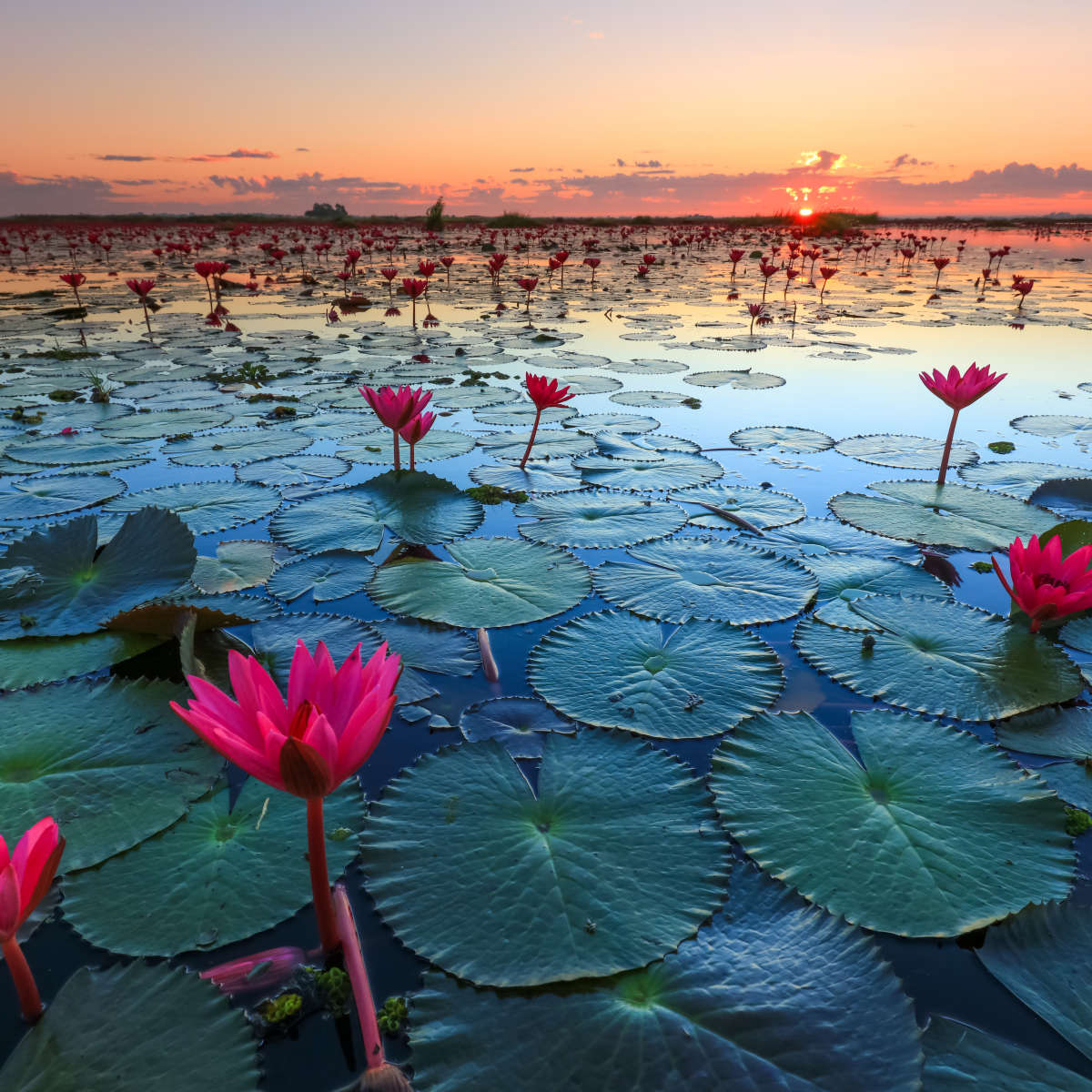 Lake Nong Harn Lotus Wall Art