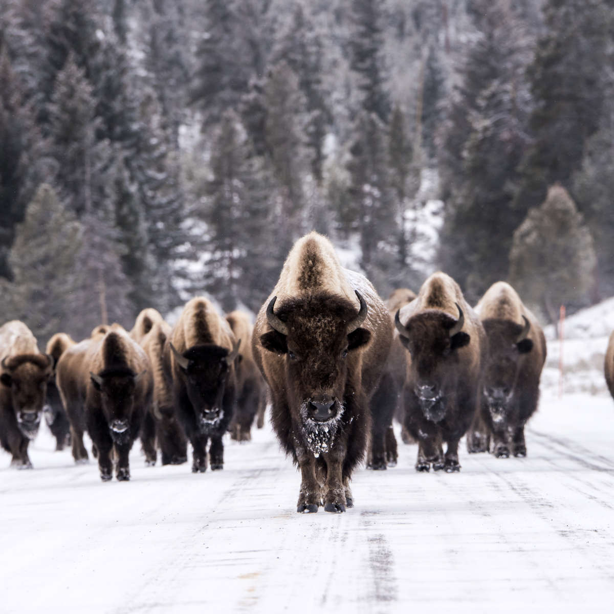 Bison Herd In Winter Wall Art