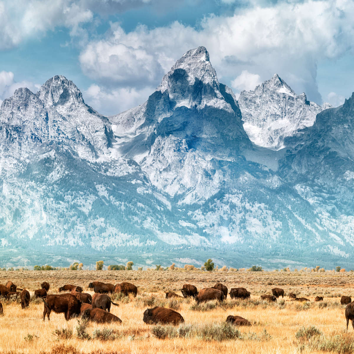 Bison Herd In Grand Teton Wall Art