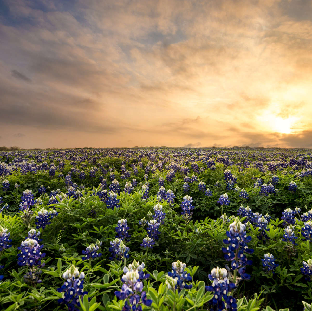 Bluebonnets At Sunset Wall Art