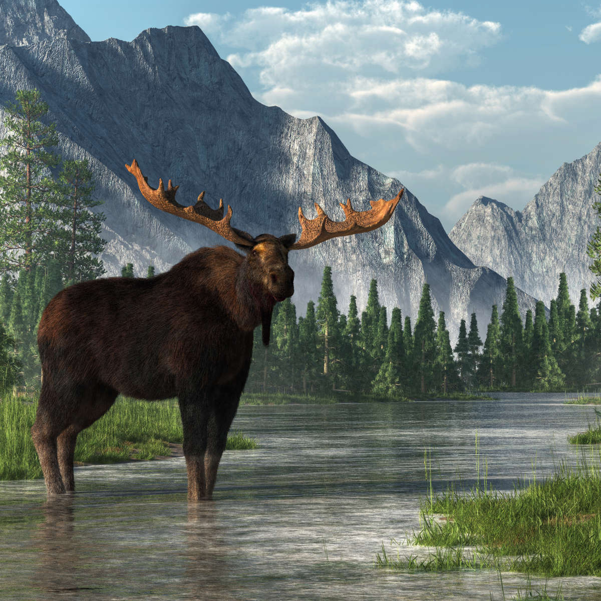 Bull Moose Habitat Wall Art