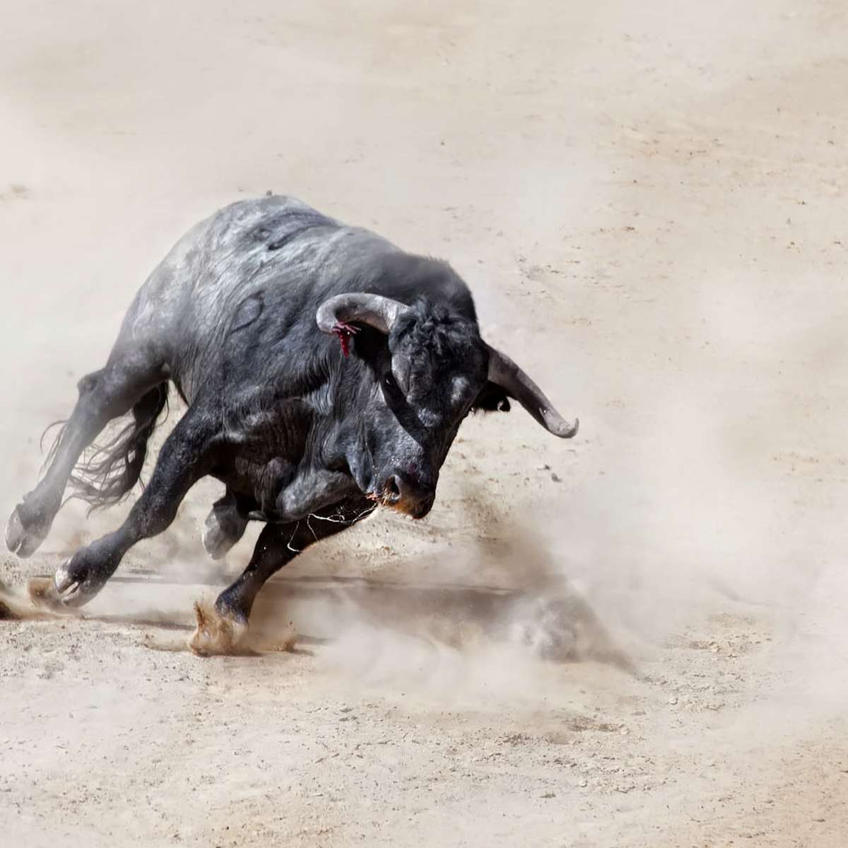 Charging Bull Wall Art