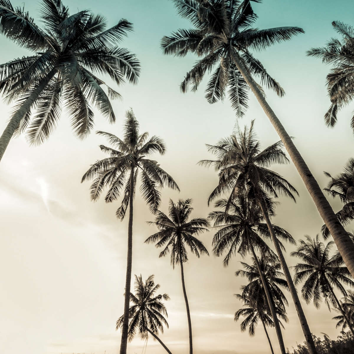 Dawning Above Palm Trees Wall Art