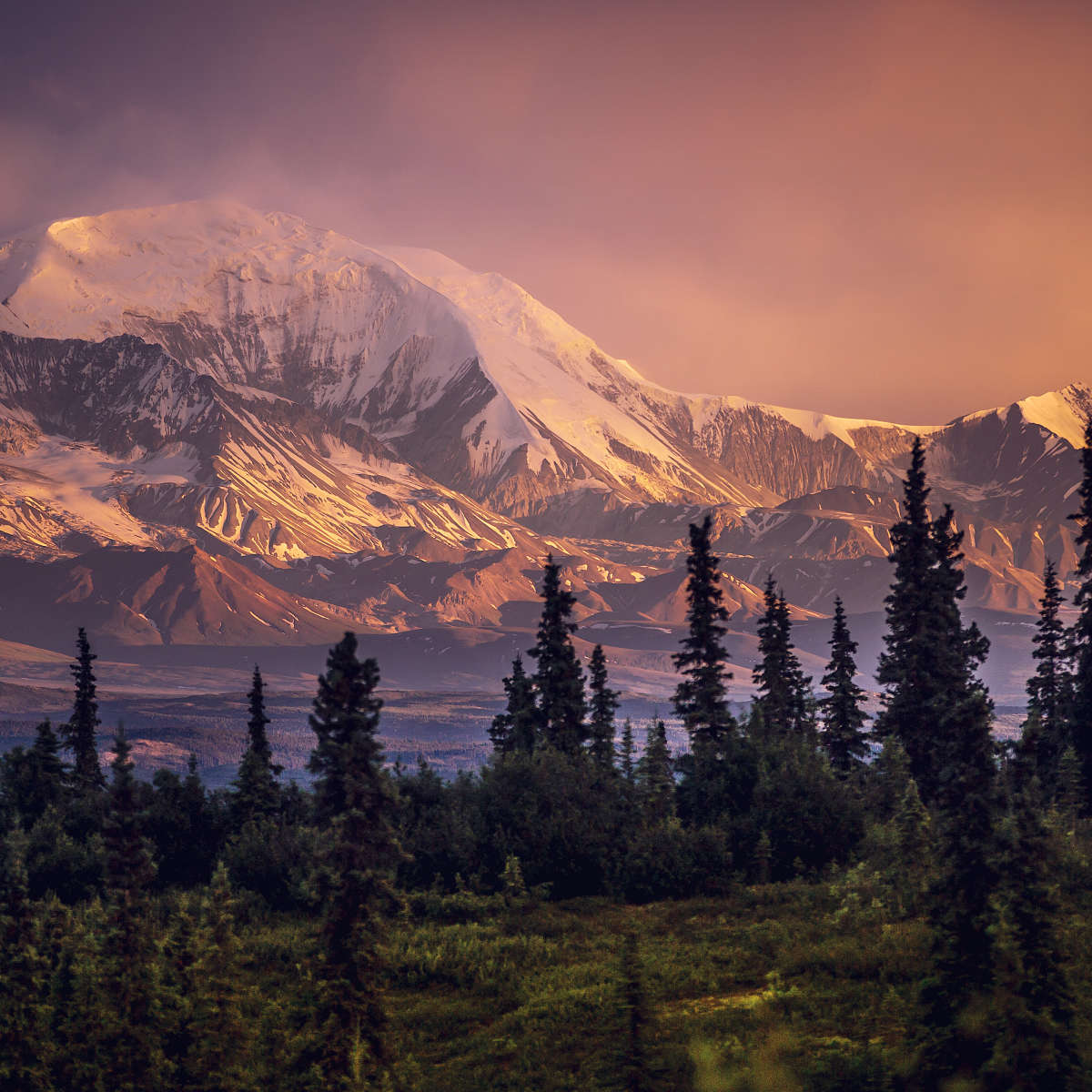 Denali Mountains And Forest Wall Art