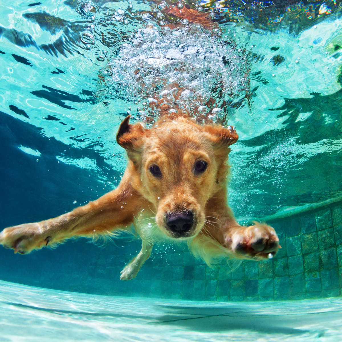 Diving Golden Retriever Wall Art