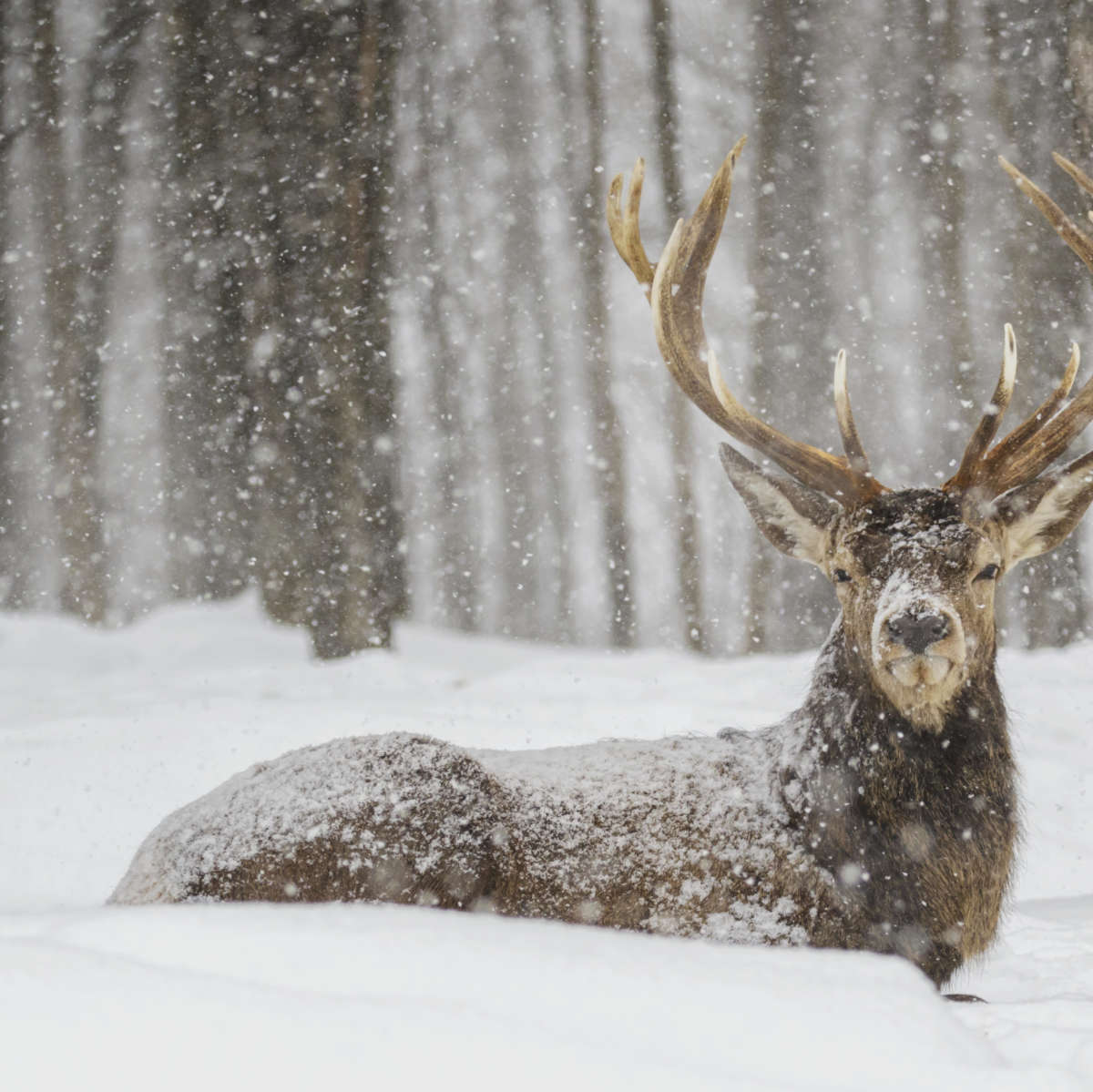 Snow Covered Elk Wall Art