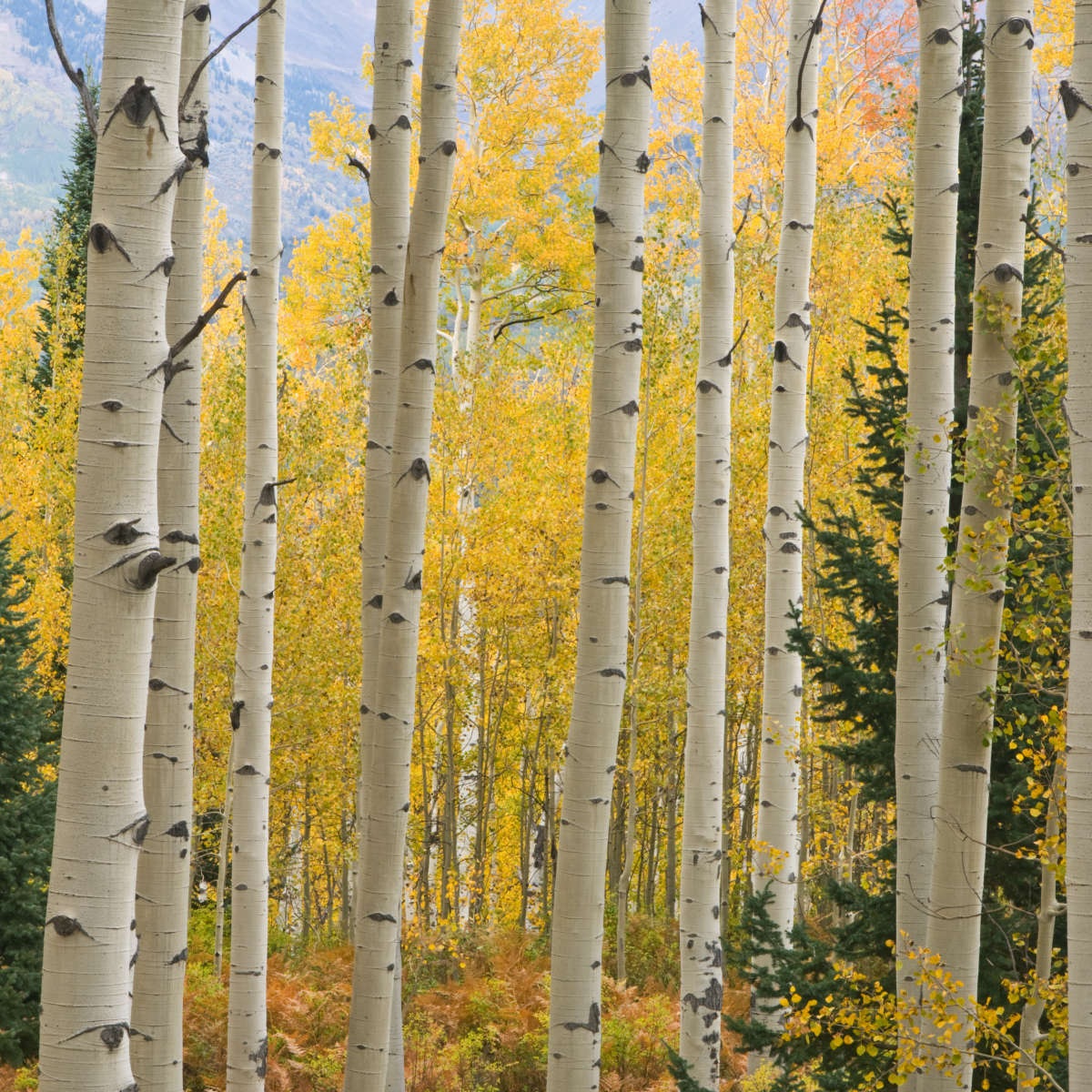 Elk Mountain Aspen Trees Wall Art