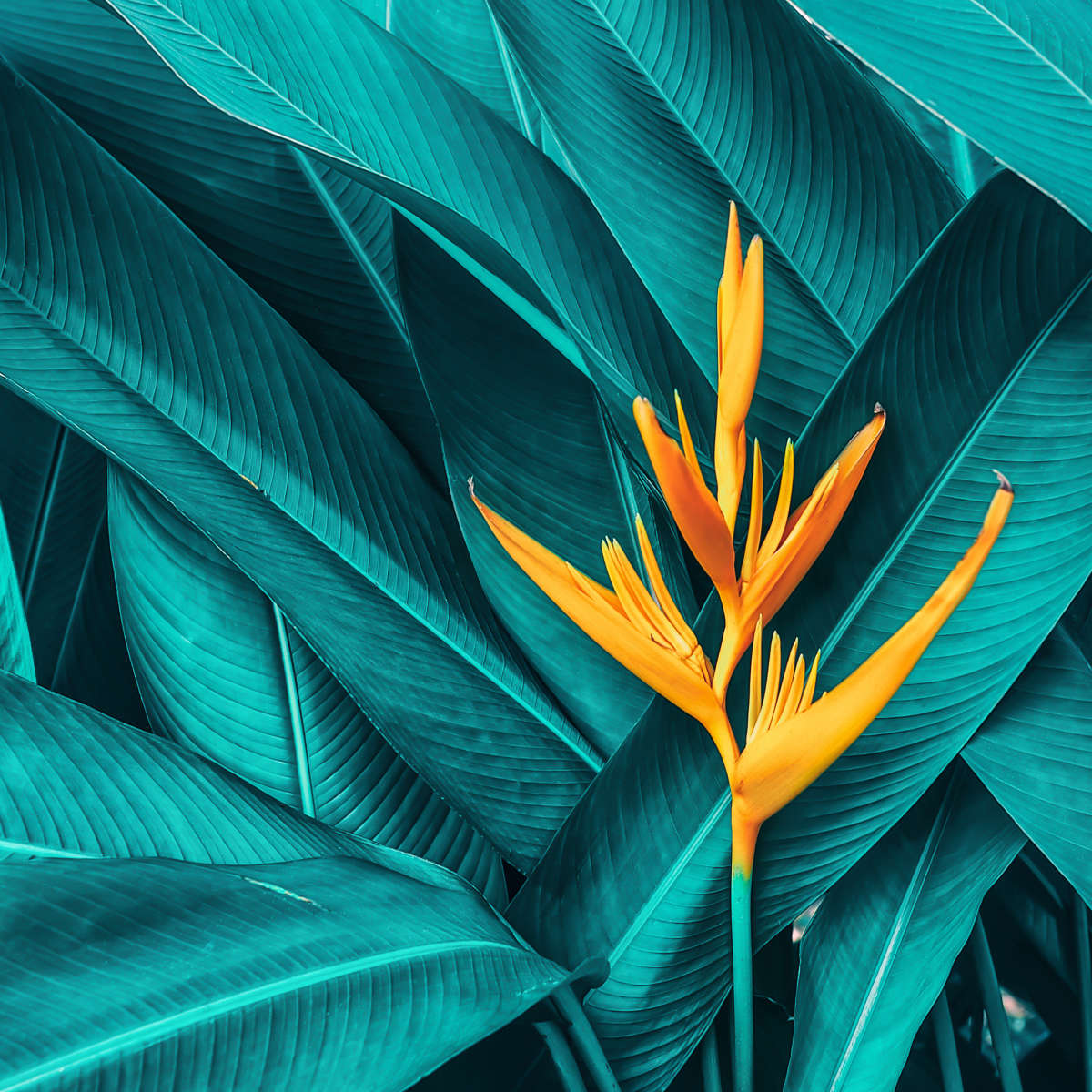 Exotic Tropical Bird Of Paradise Wall Art