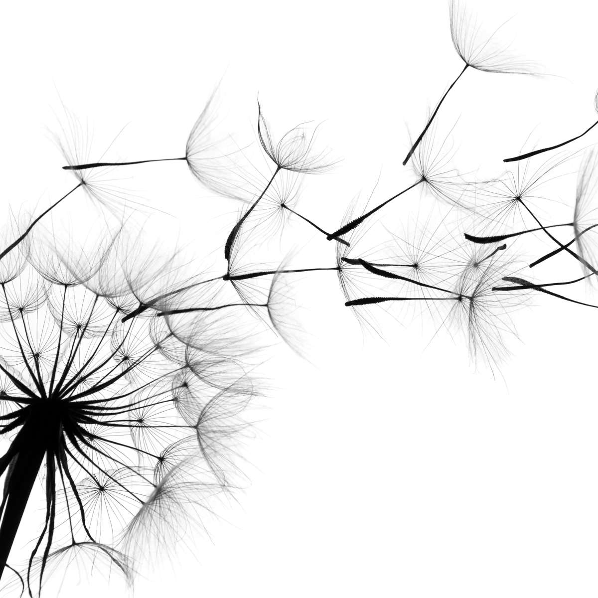 Flying Dandelion Wall Art