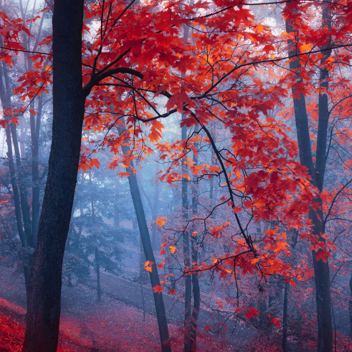 Foggy Red Maple Forest Wall Art