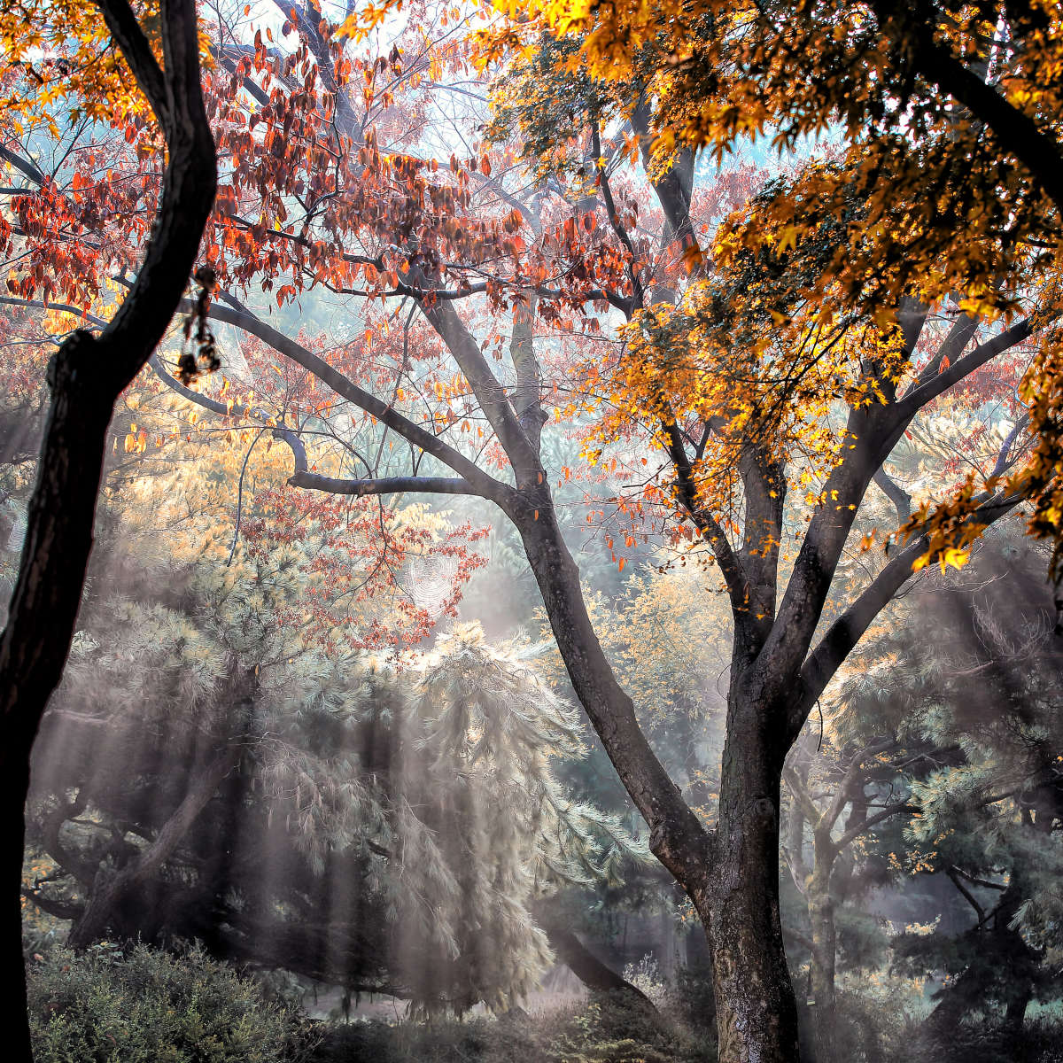 Forest Sun Rays Wall Art