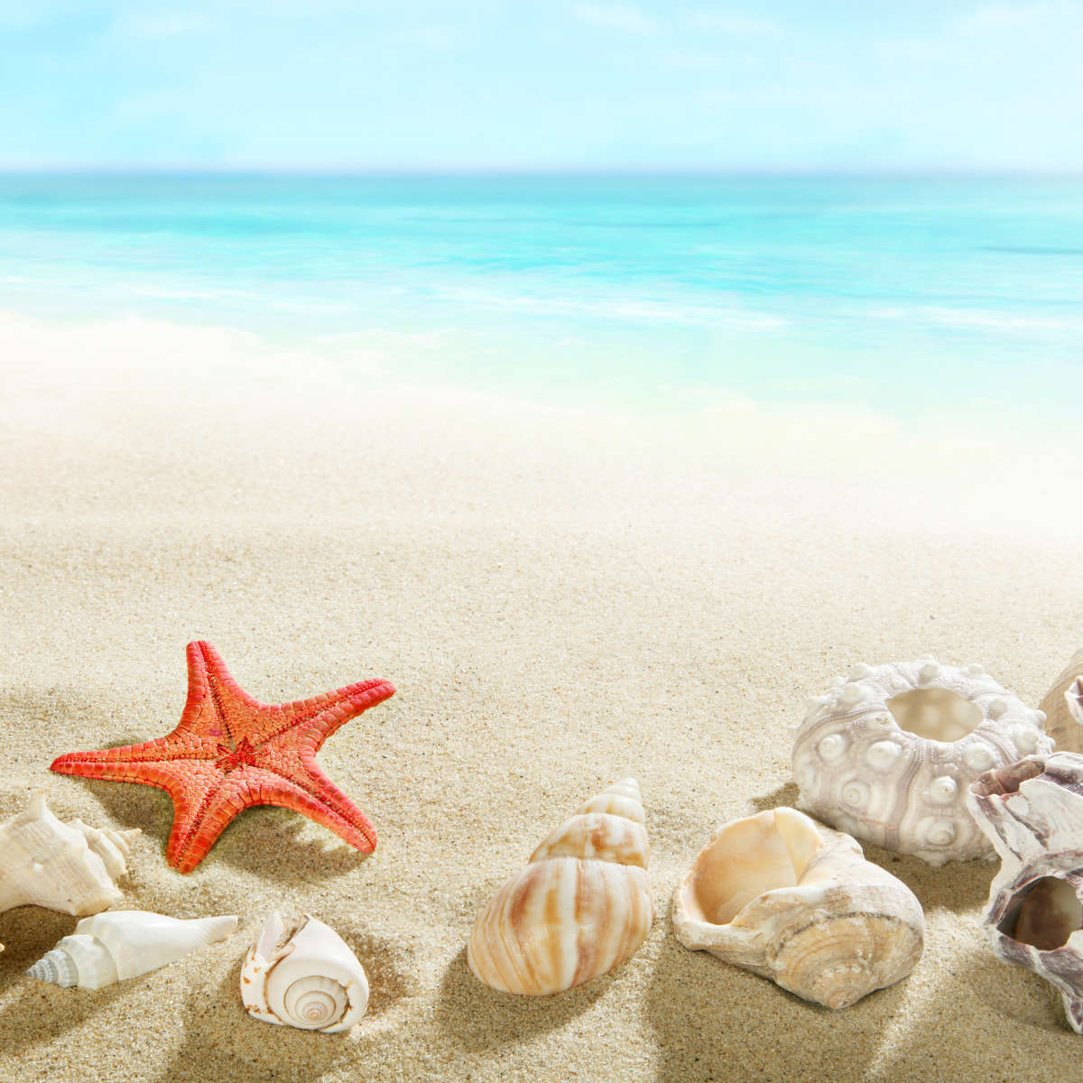 Seashells At The Beach Wall Art