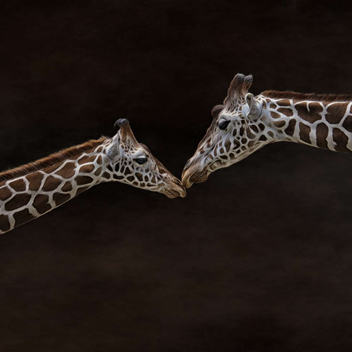 Giraffe Affection Wall Art