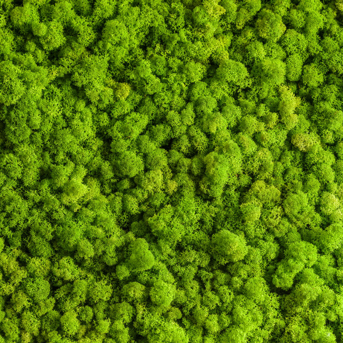 Green Reindeer Moss Wall Art