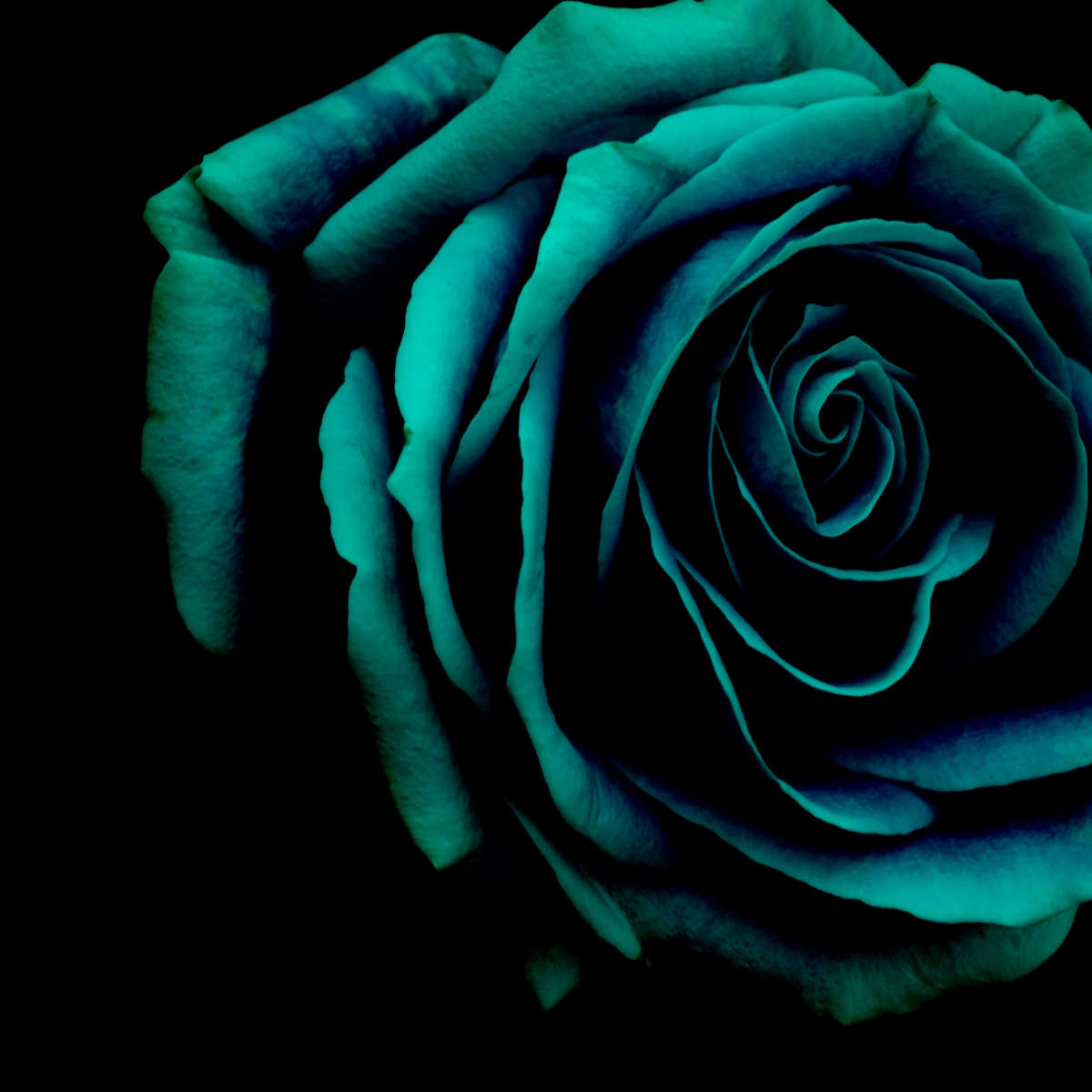 Green Flower Wall Art