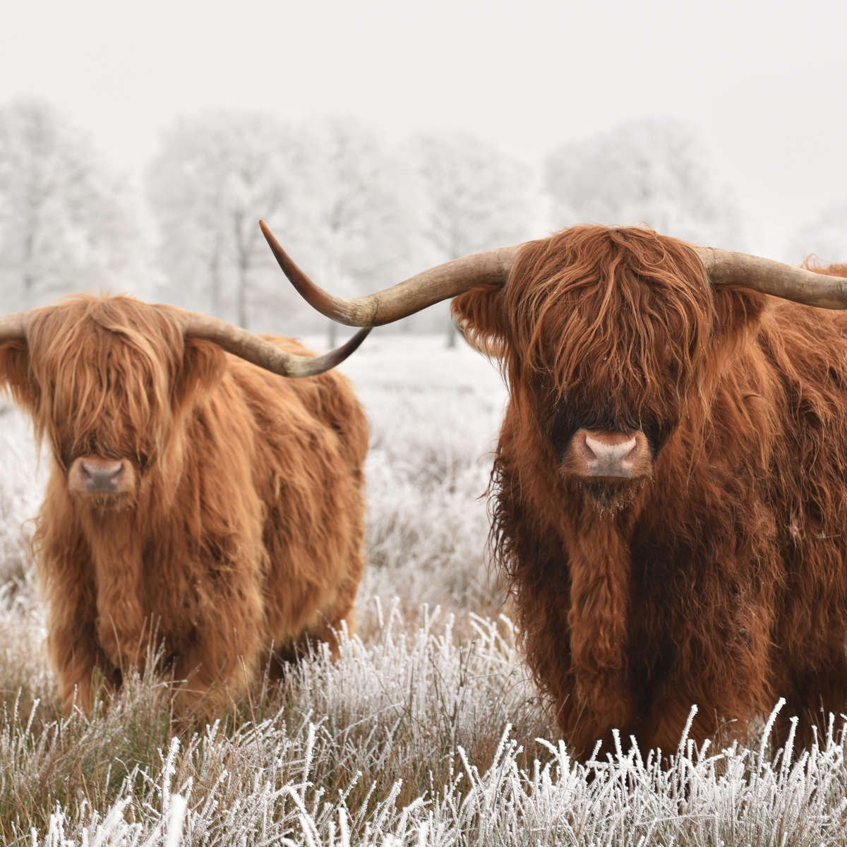 Hairy Scottish Highland Cows Wall Art