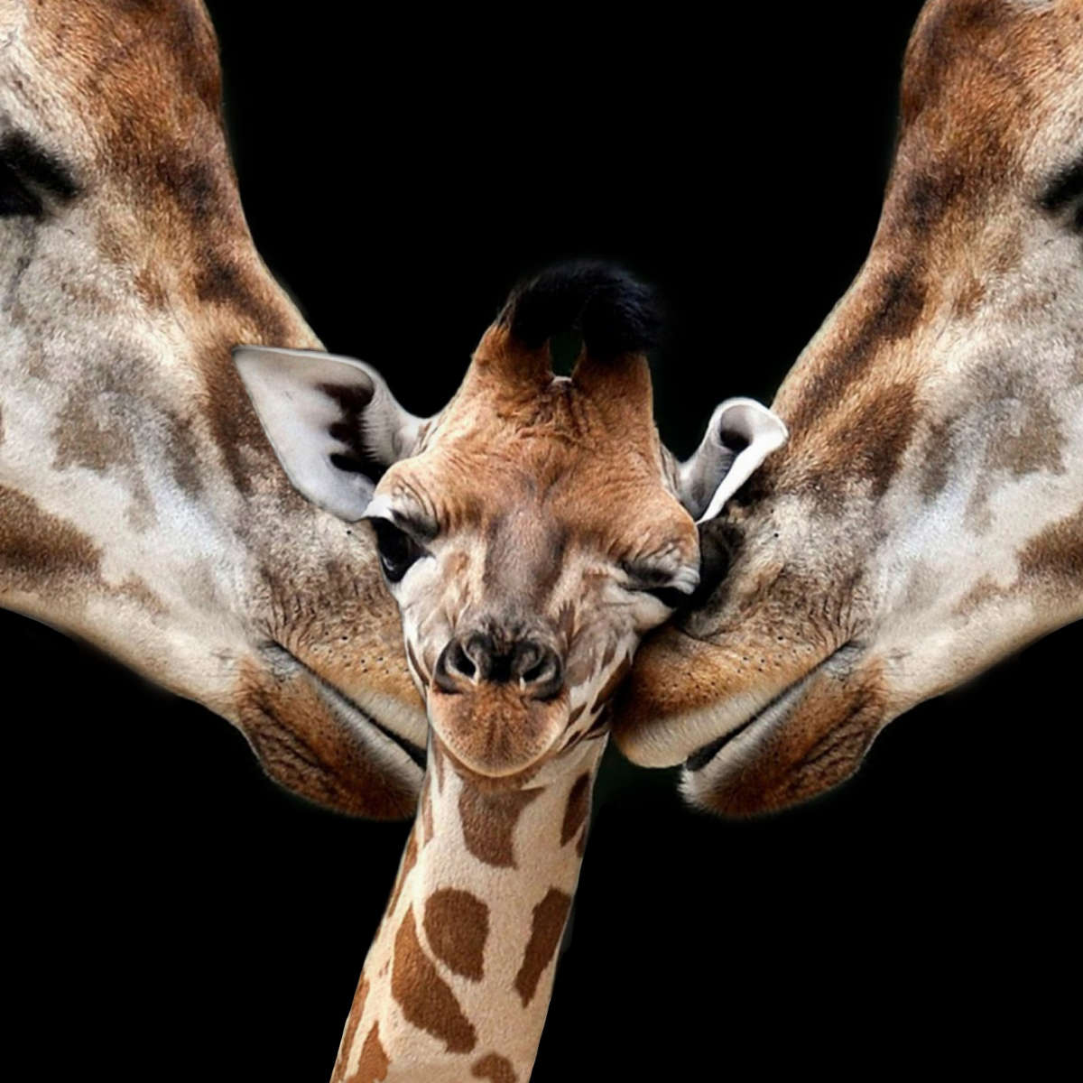 Happy Giraffe Family Wall Art