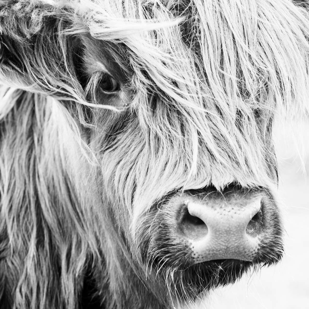 Long Haired Cow Wall Art