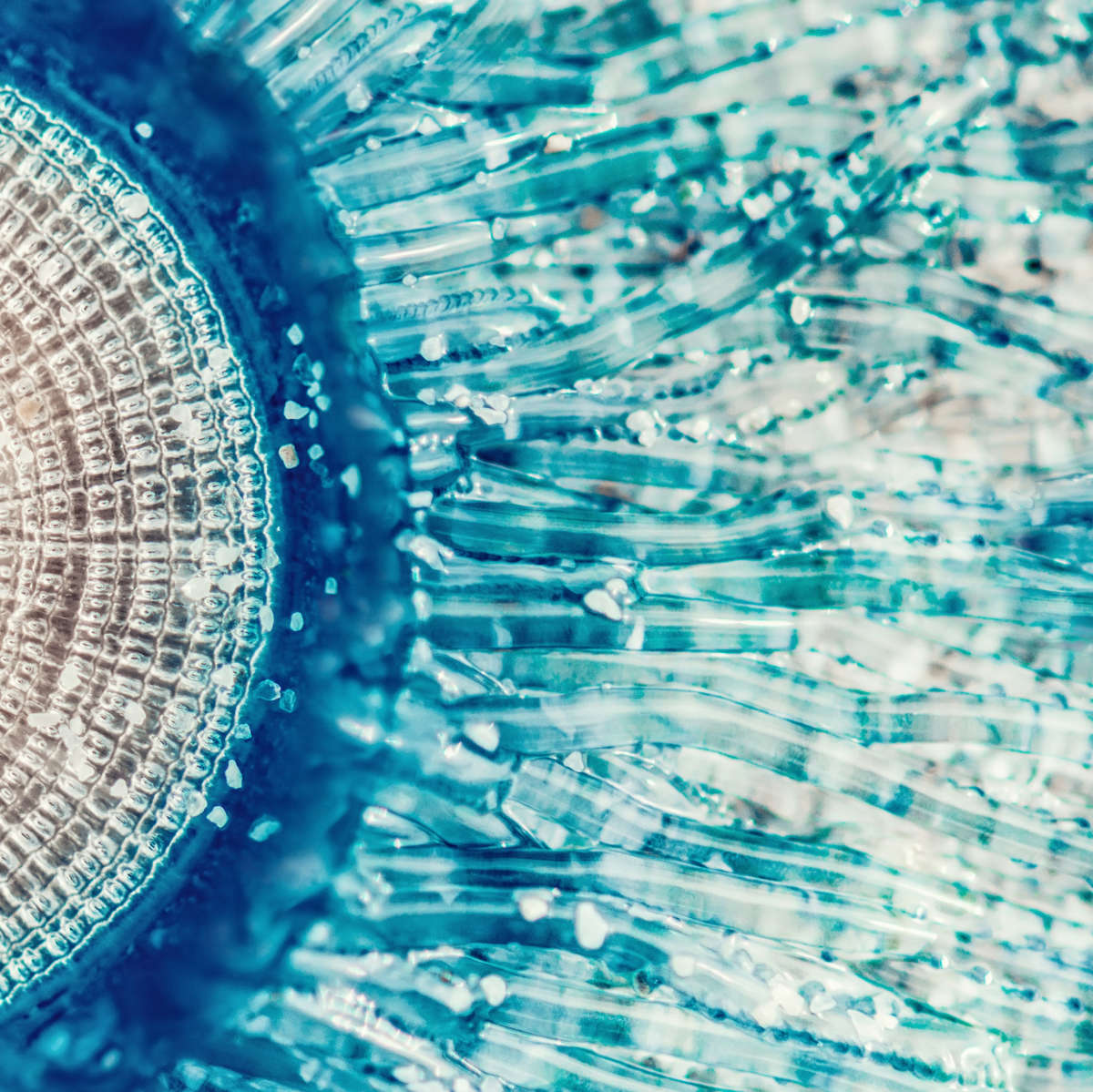 Jellyfish Details Wall Art