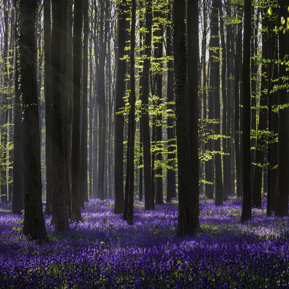 Lavender In The Forest Wall Art