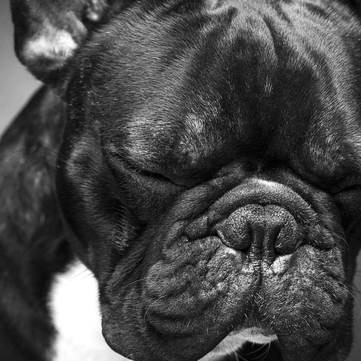 Melancholic French Bulldog Wall Art