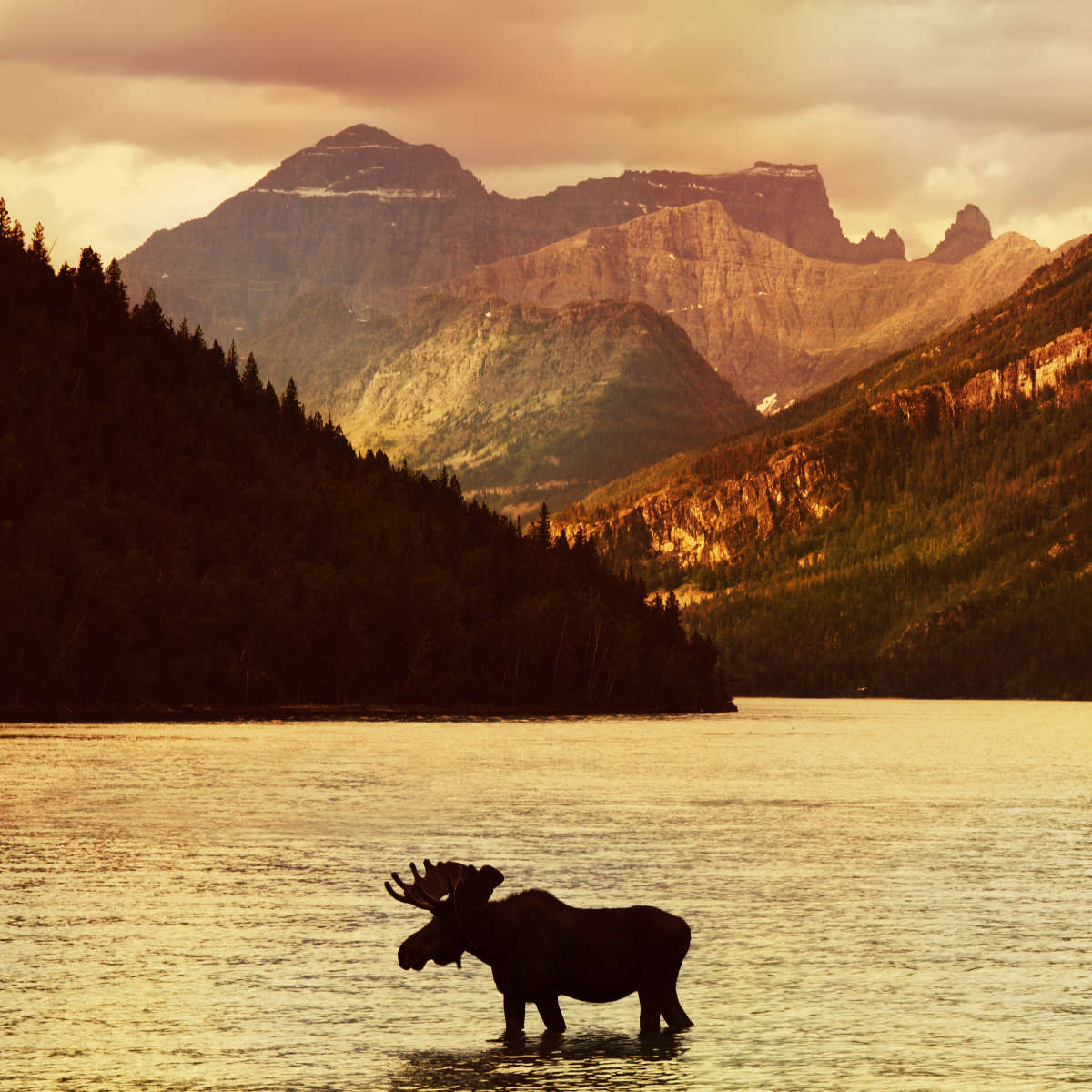 Lake Moose Wall Art