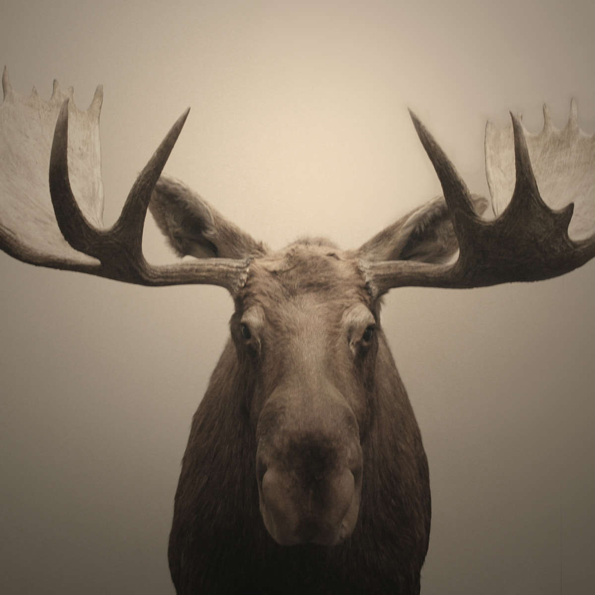 Moose Portrait Wall Art