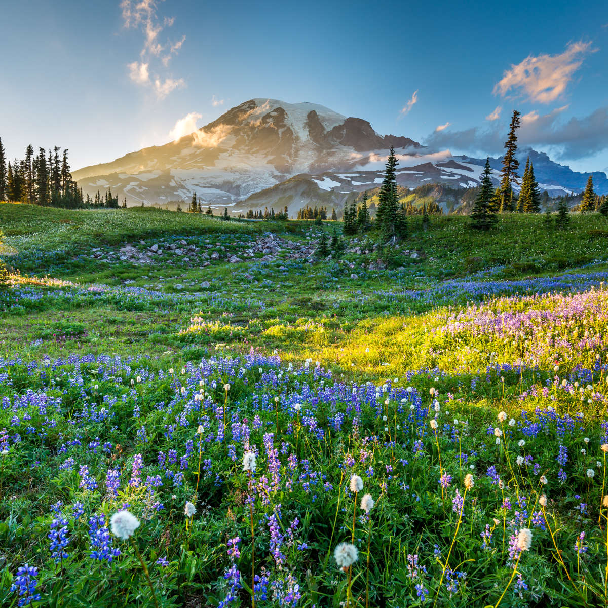Springtime At Mount Rainier Wall Art