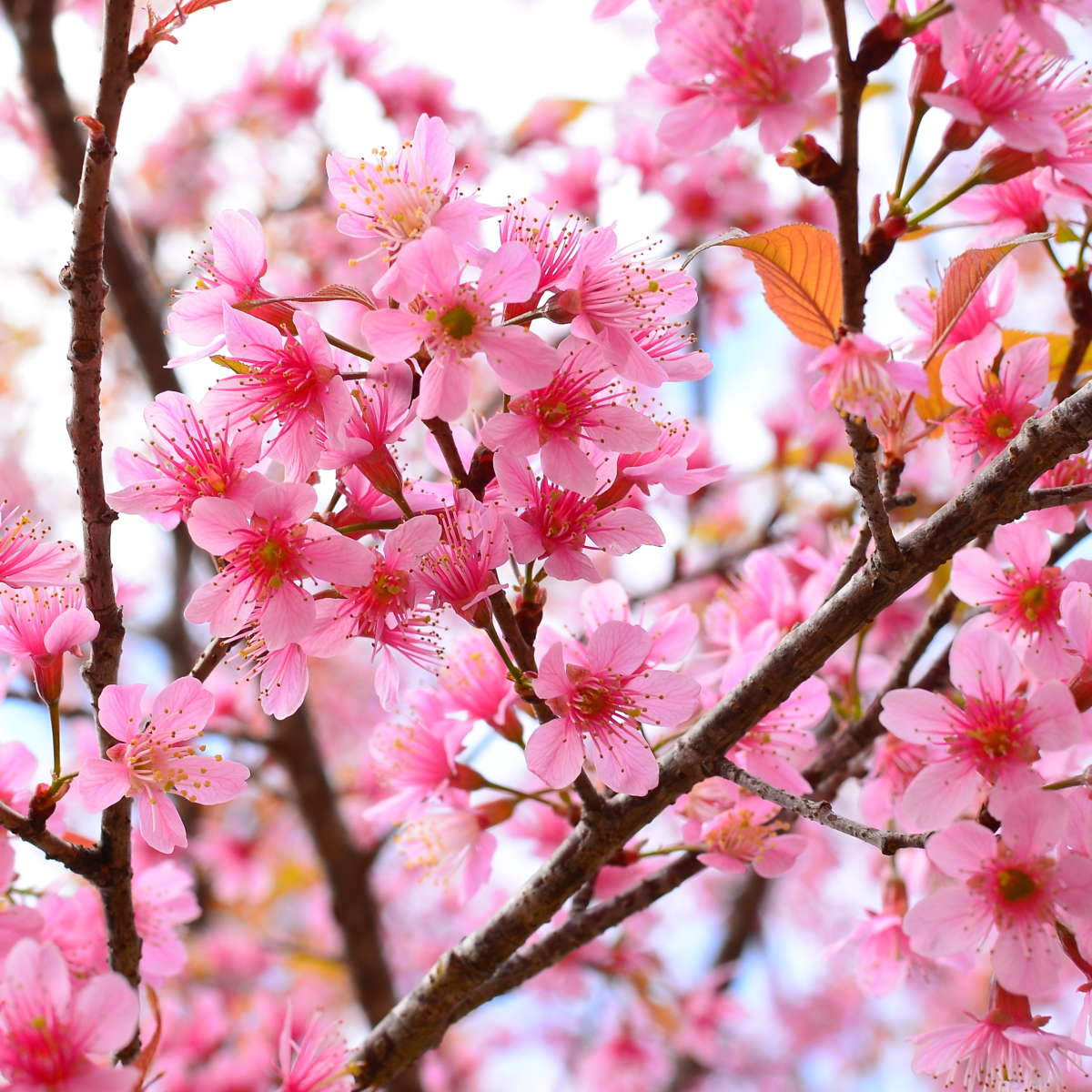 Oriental Cherry Blossom Wall Art