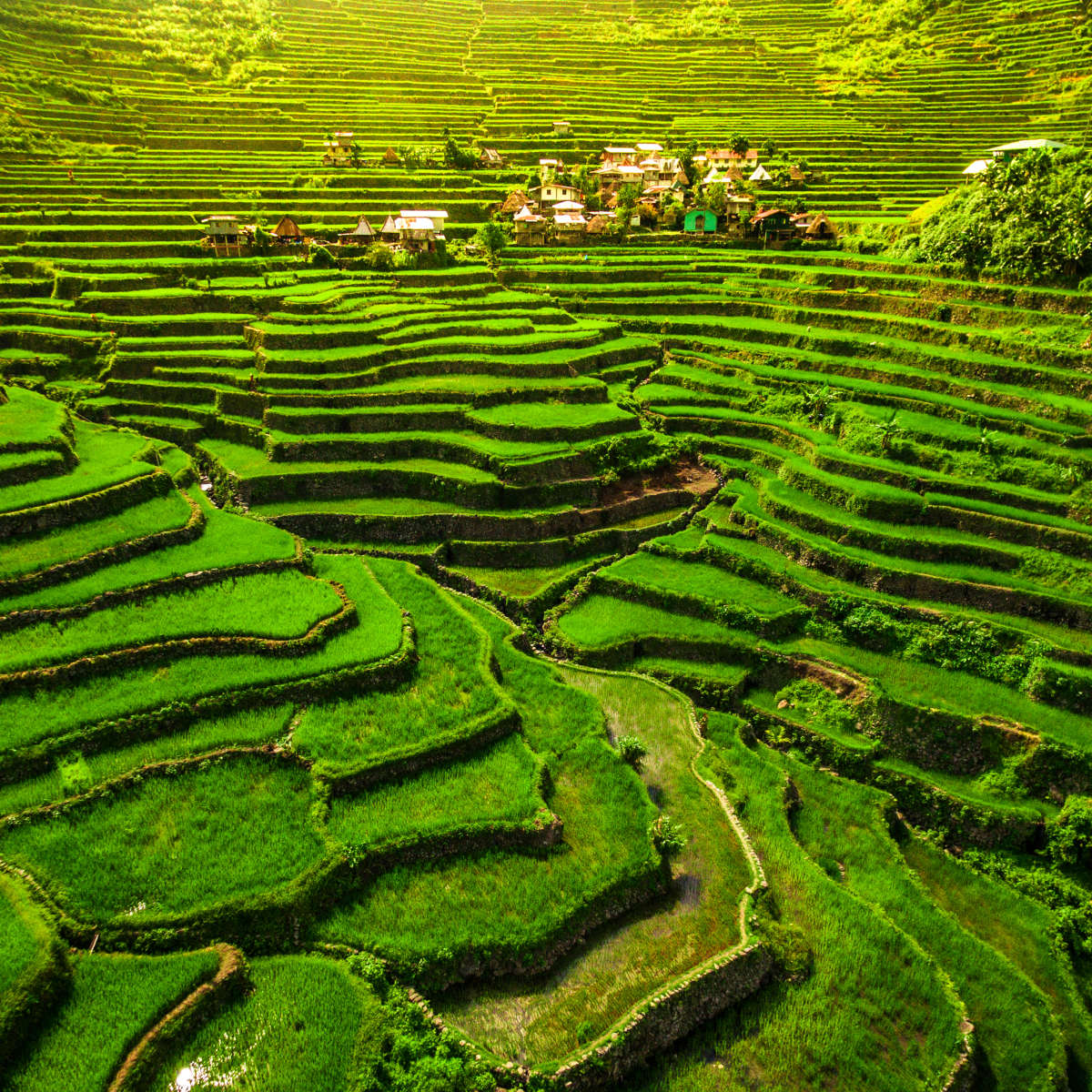 Historic Ifugao Rice Terraces Wall Art