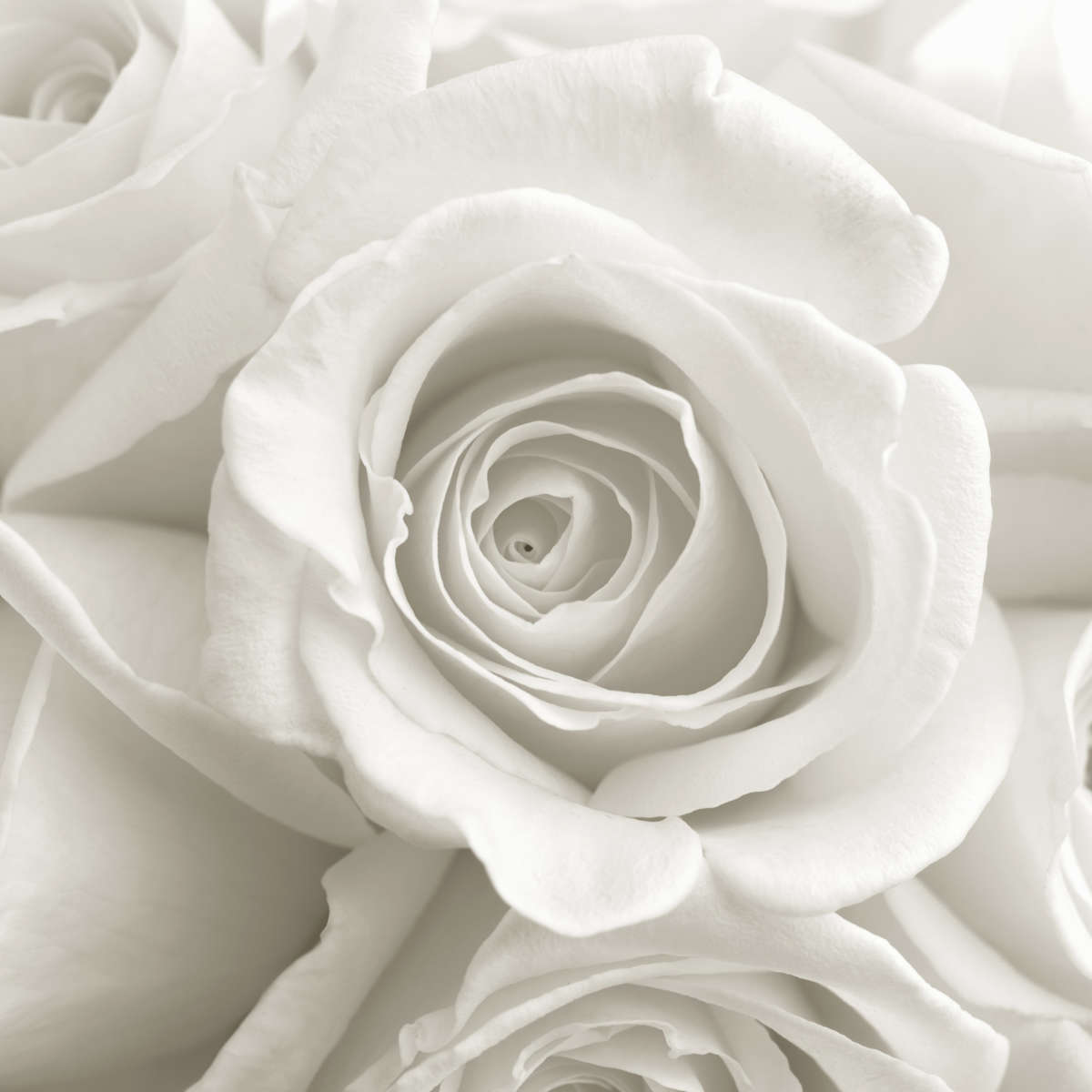 Pure White Roses Wall Art