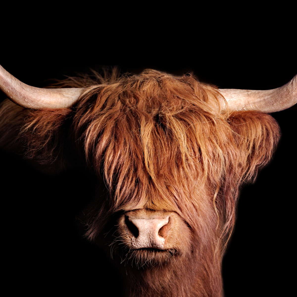Scottish Highland Cow Wall Art
