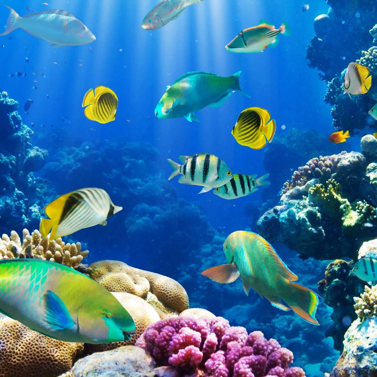 Underwater Sea Creatures Wall Art