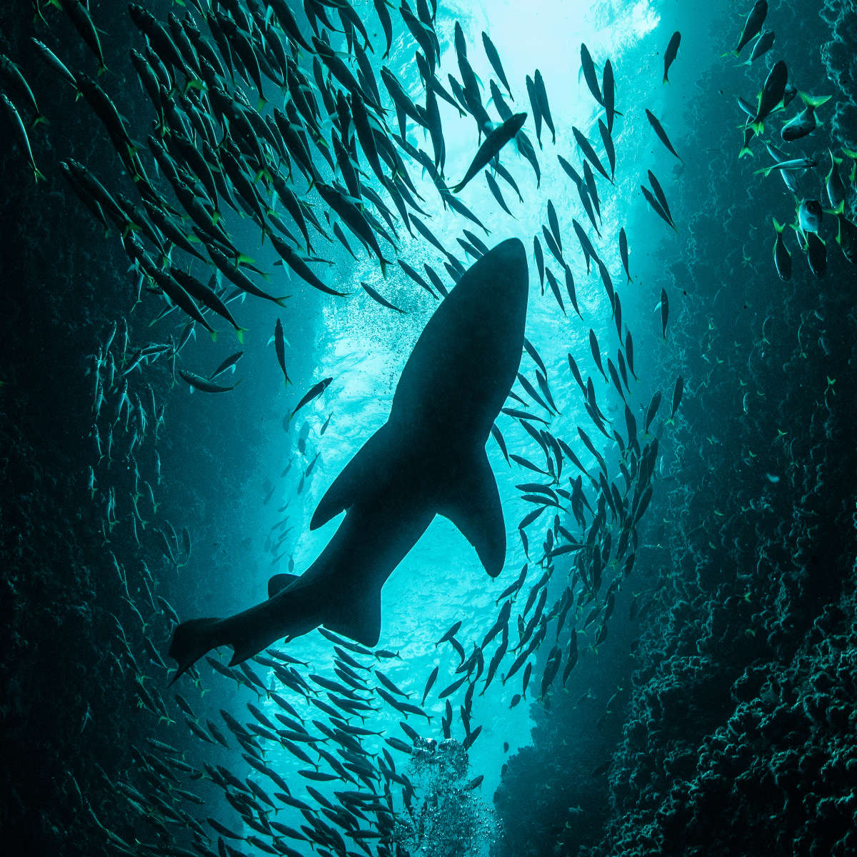 Shark Depth Wall Art