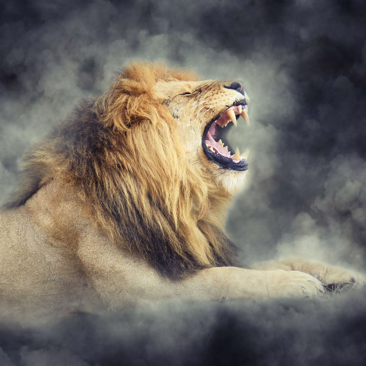 Misty Wild Lion Wall Art